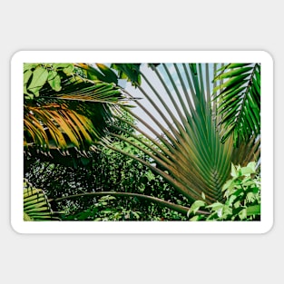 Palm trees Sticker